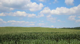 A cornfield In Elkhart County, Ind.