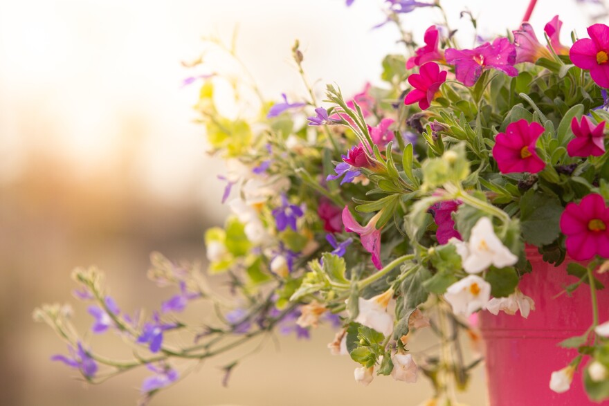 Hanging flower basket with white, blue and red flowers.