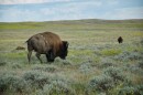 Photo of a bison