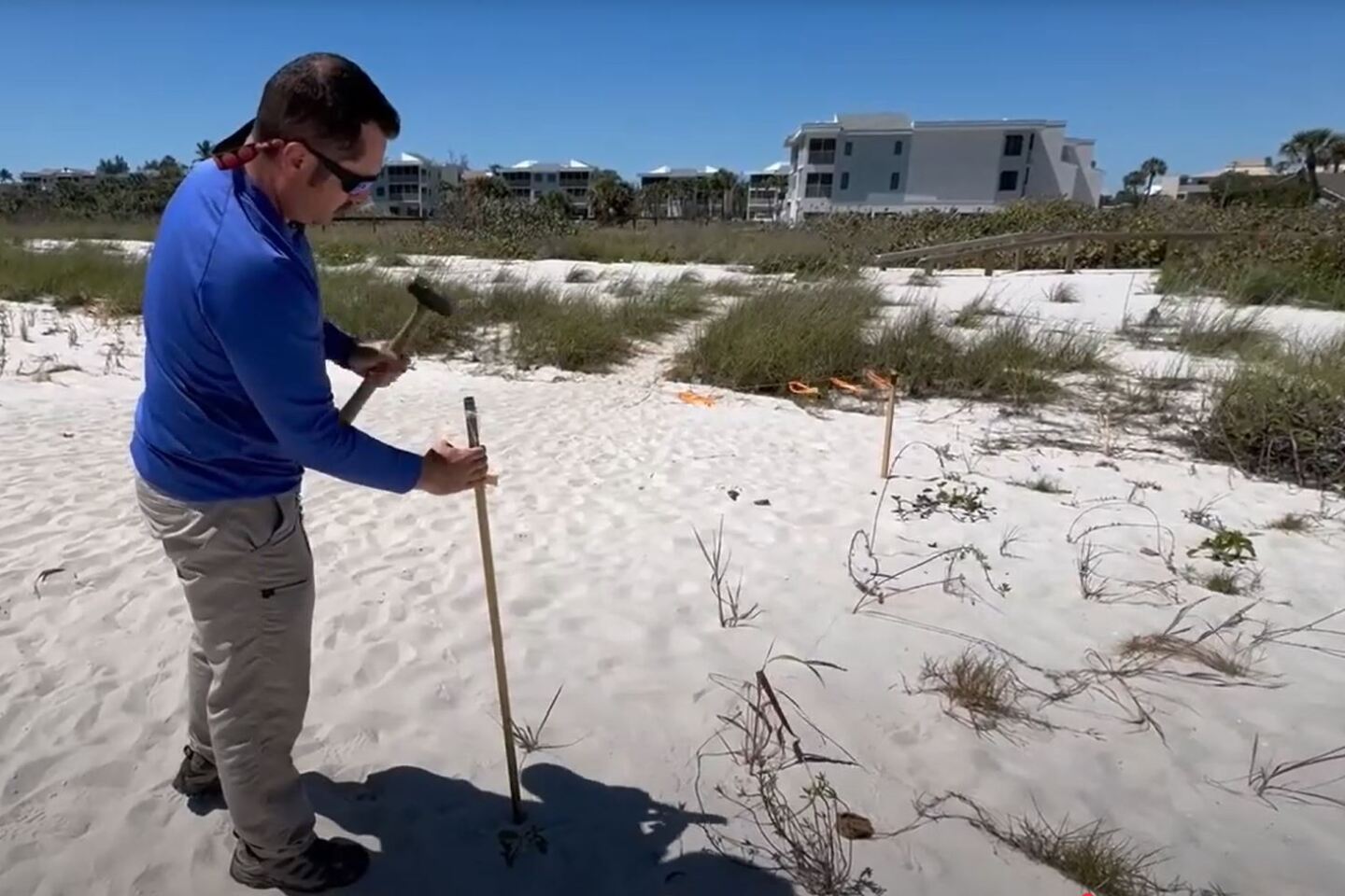 More than 32,000 plants of a variety of species have been planted on City of Sanibel beaches, strengthening the area with their root systems.