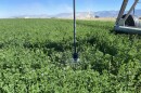 A low-hanging sprinkler spraying water over alfalfa crops. In the background is a mountain range.