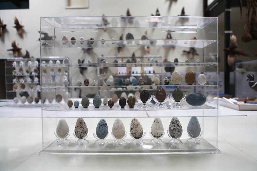 The Western Foundation's egg collection is used for both education and research. This case shows visitors a slice of the stunning variety of bird eggs. They're not just pretty — historical collections were instrumental in understanding the environmental impact of DDT in the 1960s.