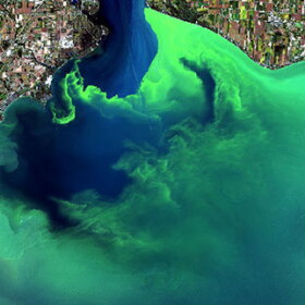 Algal bloom.