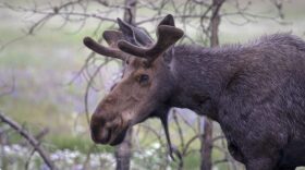 A young moose inside Rocky Mountain National Park on July 15, 2022, near Grand Lake, Colorado.