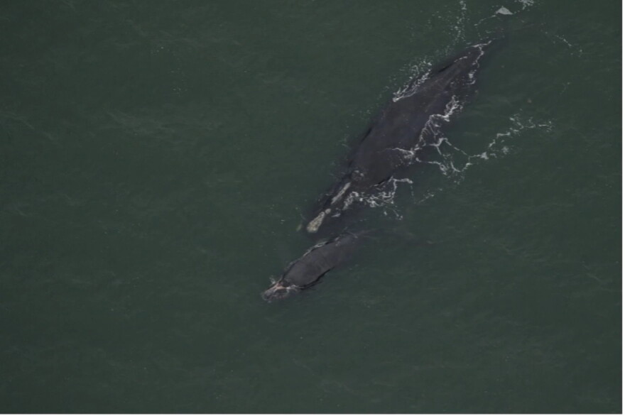 Right whale Catalog #1950 and calf sighted January 11, 2024 off St. Simons Sound, Georgia.