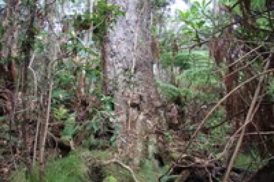 DLNR Division of Forestry and Wildlife