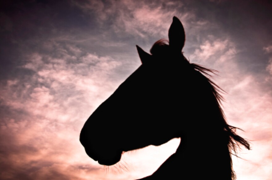 "The best thing that ever happened to horses was that they ceased to be the automobiles and trucks of their day," says author Jane Smiley. "The automobile was invented and horses became pets, companion animals, leisure animals and so in general they became better treated.