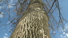 A tree infected with emerald ash borer beetles