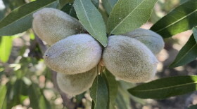 Almonds, still in their green hulls, hang on a tree at an orchard owned by farmer Joe Del Bosque in Firebaugh, Calif., on July 9, 2021.