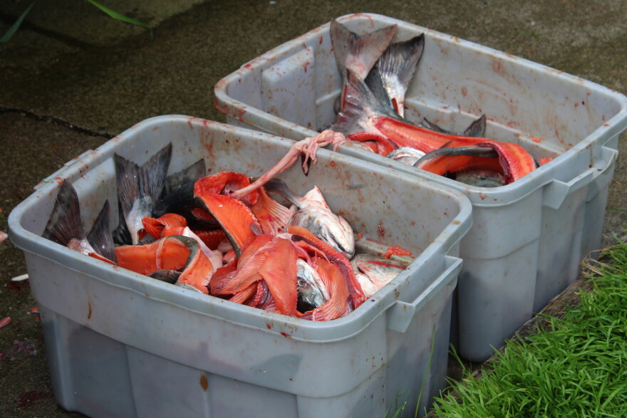 Salmon carcasses sit in totes at Joe Hanes' Fish Magnet on Thursday, Aug. 13, 2026 in Soldotna, Alaska.