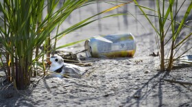 Litter rests in the sand next to a Piping Plover at Sandy Point Bird Sanctuary in West Haven July 06, 2022.