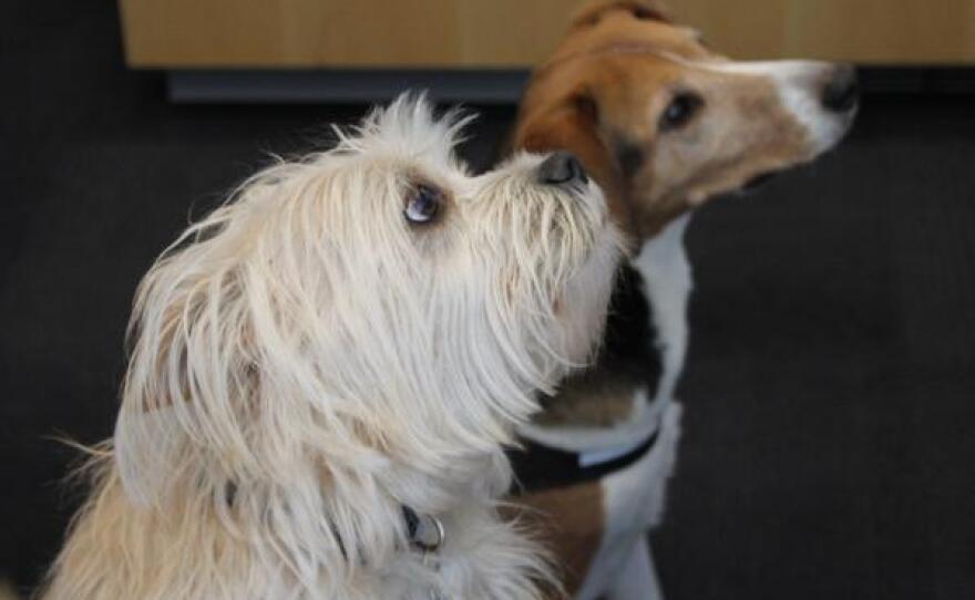 Desi, left, and Pasta meet with 'St. Louis on the Air' host Don Marsh before the show on March 10, 2015.