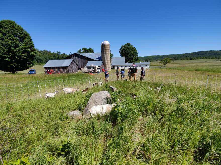 Amy McIntryre, Bill Watson, and a YouthWork crew help with conservation grazing at a Port Oneida farm. (Patrick Shea - Interlochen Public Radio)