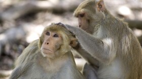 FILE - In this July 29, 2008, file photo, a rhesus macaque monkey grooms another on Cayo Santiago, known as Monkey Island, off the eastern coast of Puerto Rico.