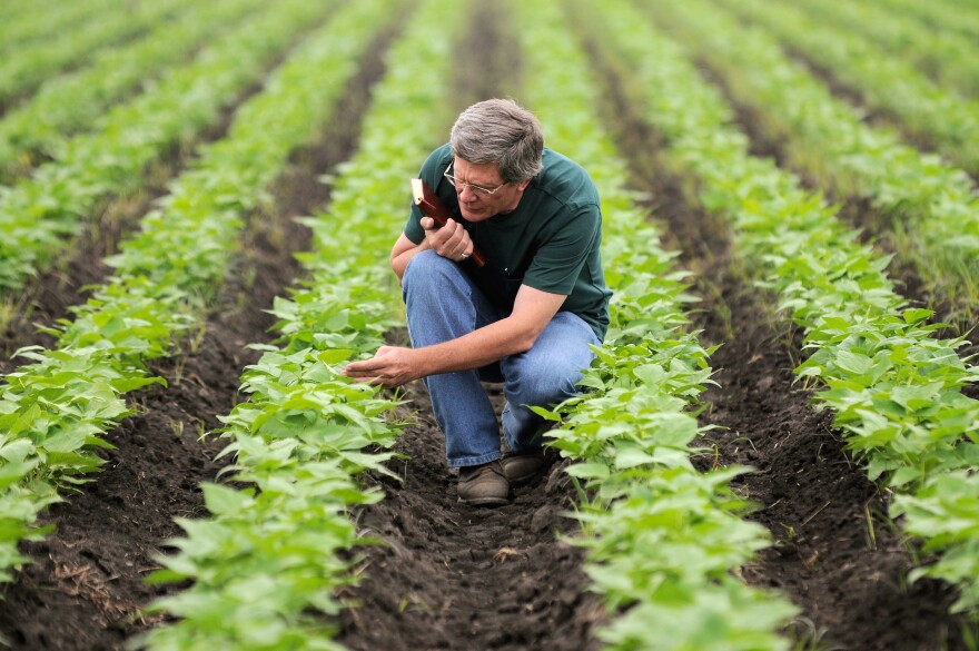 Steve Beebe, leader of CIAT's Bean Program, in a field of experimental bush beans at CIAT's headquarters in Colombia.