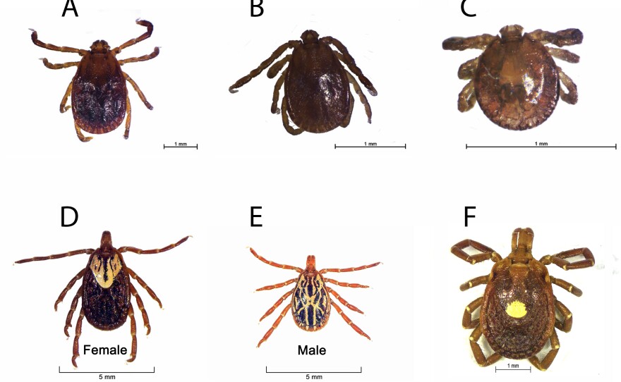 Be on the lookout for these three invasive tick species in Connecticut: the Asian longhorned tick shown as an A) adult, B) nymph and C) larva; the D) female Gulf Coast tick and E) male Gulf Coast tick; and F) the Lone Star tick.