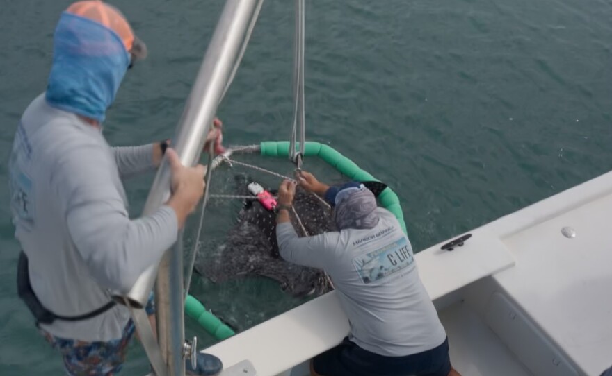 Researchers release a whitespotted eagle ray fitted with the multi-sensor tag.