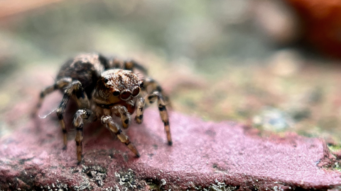 A tiny jumping spider with big eyes stands on a brick patio. It is dwarfed by a single brick.