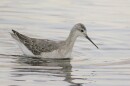 Wildlife managers are building a network of radio towers able to track the migration patterns of birds and other small animals, like this Wilson's Phalarope.