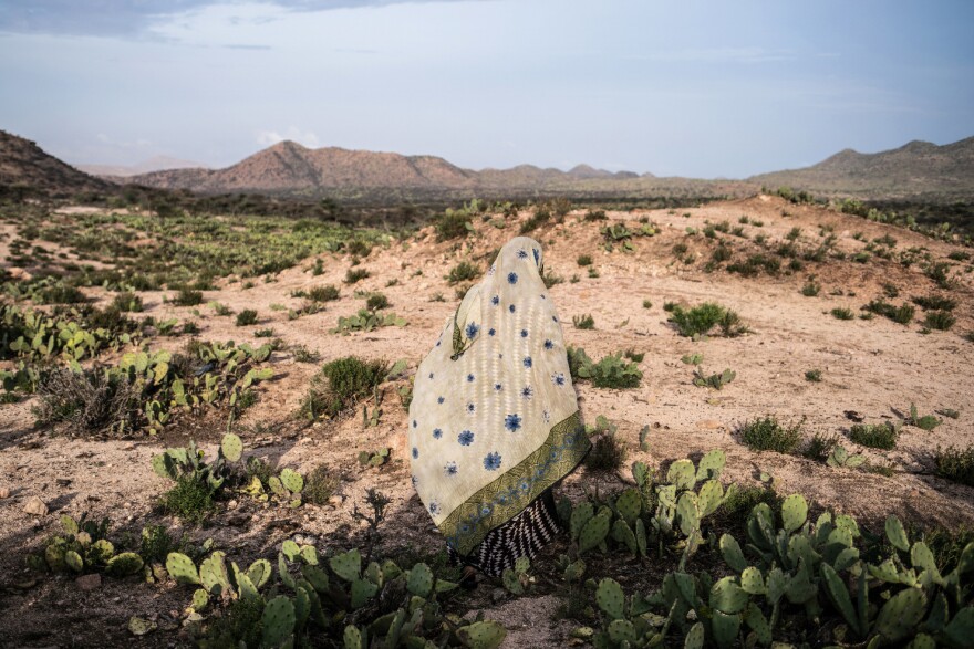 A woman walks through a cactus field in a drought-stricken area of western Somaliland.