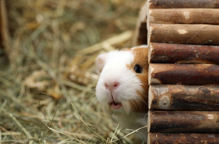 guinea pig