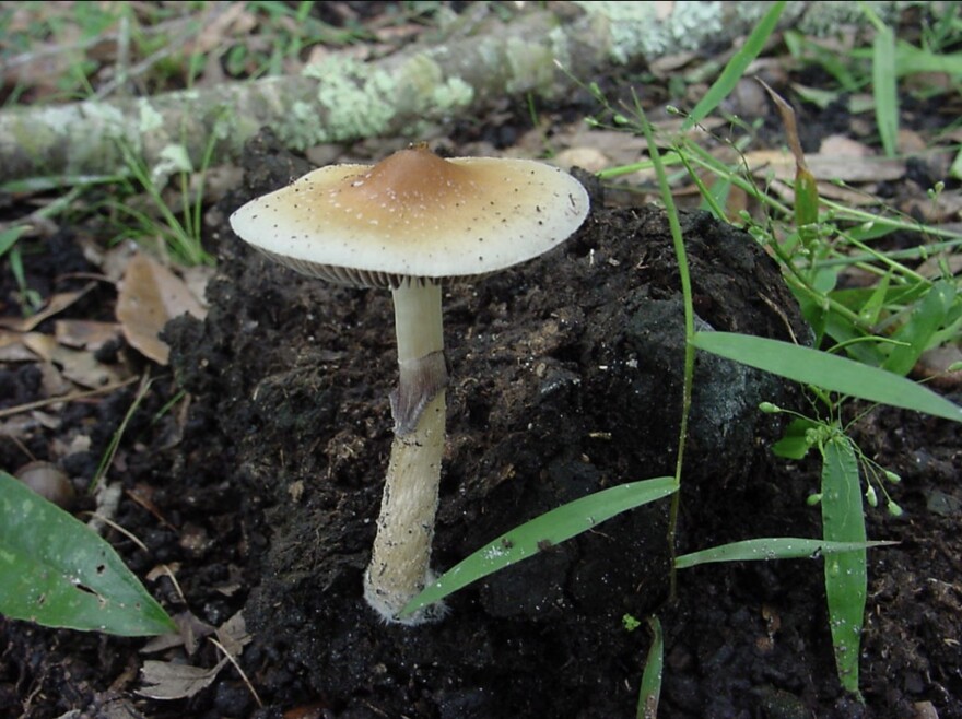 Psilocybe Cubensis, also known as magic mushrooms, primarily work through the compound psilocybin, which has been shown to have benefit for a variety of mental health disorders. New Mexico is just the thir state to legalize psilocybin for medical use, and the first public meeting of the board overseeing the program will take place Friday December 5th.
