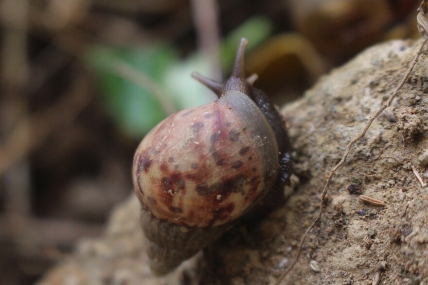 A close up of a snail crawling on a rock taken at a high angle