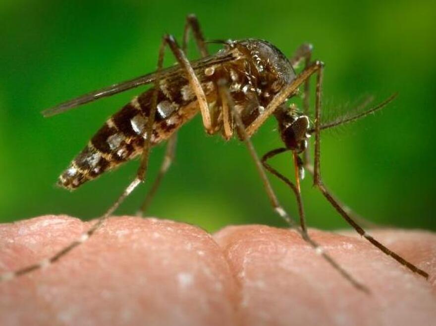 Mosquitoes like this <em>Aedes aegypti </em>female can spread dengue fever.