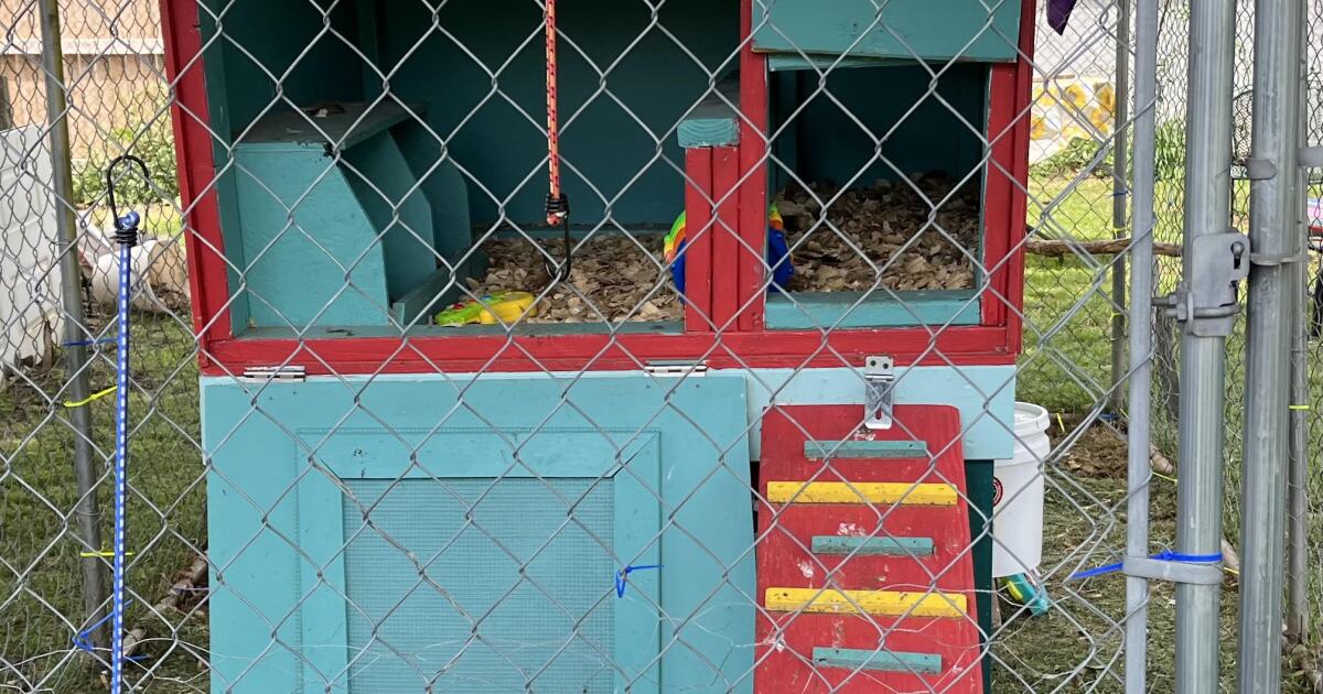 A new ordinance allows Oklahoma City residents to raise chickens in