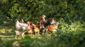 A small flock of chickens gathers in a grassy clearing surrounded by trees and foliage.