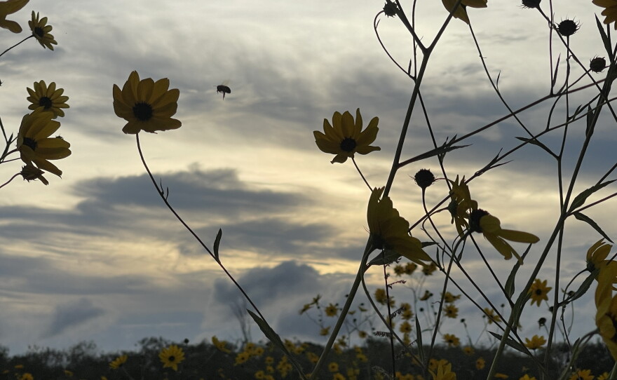 The Pepper Ranch Preserve in Pepper Ranch Preserve in Immokalee is also experiencing a native sunflower bloom. A period for viewing the 2025 annual bloom event of native Southeastern sunflowers is available at https://tinyurl.com/PepperRanchSunflowers.