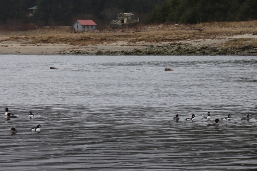 Sea lions feeding on hooligan during the 2025 run.