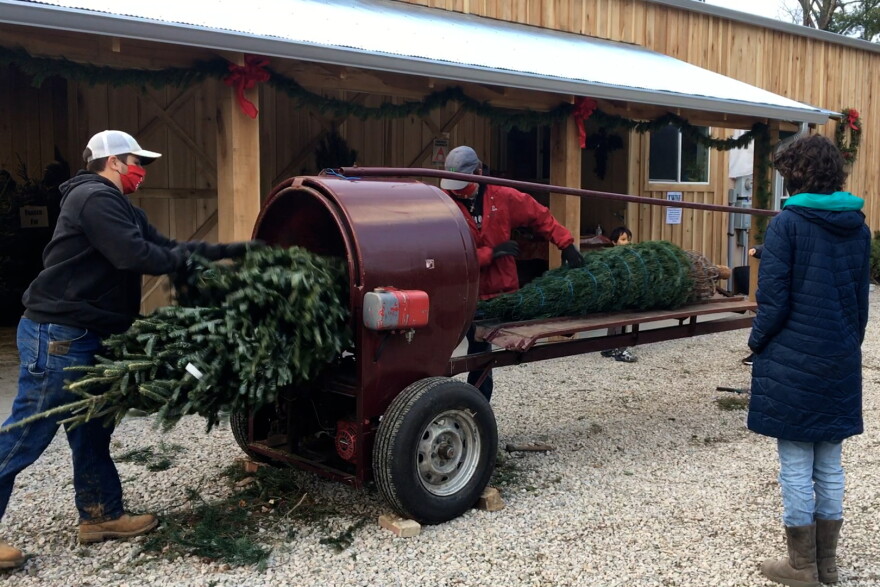 Workers bind up Christmas trees at the Twin H Tree Farms in Bloomington.