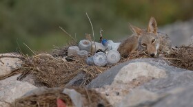 Coyote sitting in trash.