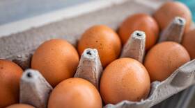Closeup macro of pasture raised farm fresh dozen brown eggs store bought from farmer in carton box container with speckled eggshells texture