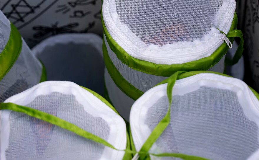 Monarch butterflies await release in the mesh bags they were raised in. The butterflies were found by Meg Green in her garden in Keiser, Ore., and were raised indoors before they were fitted with the new digital trackers.