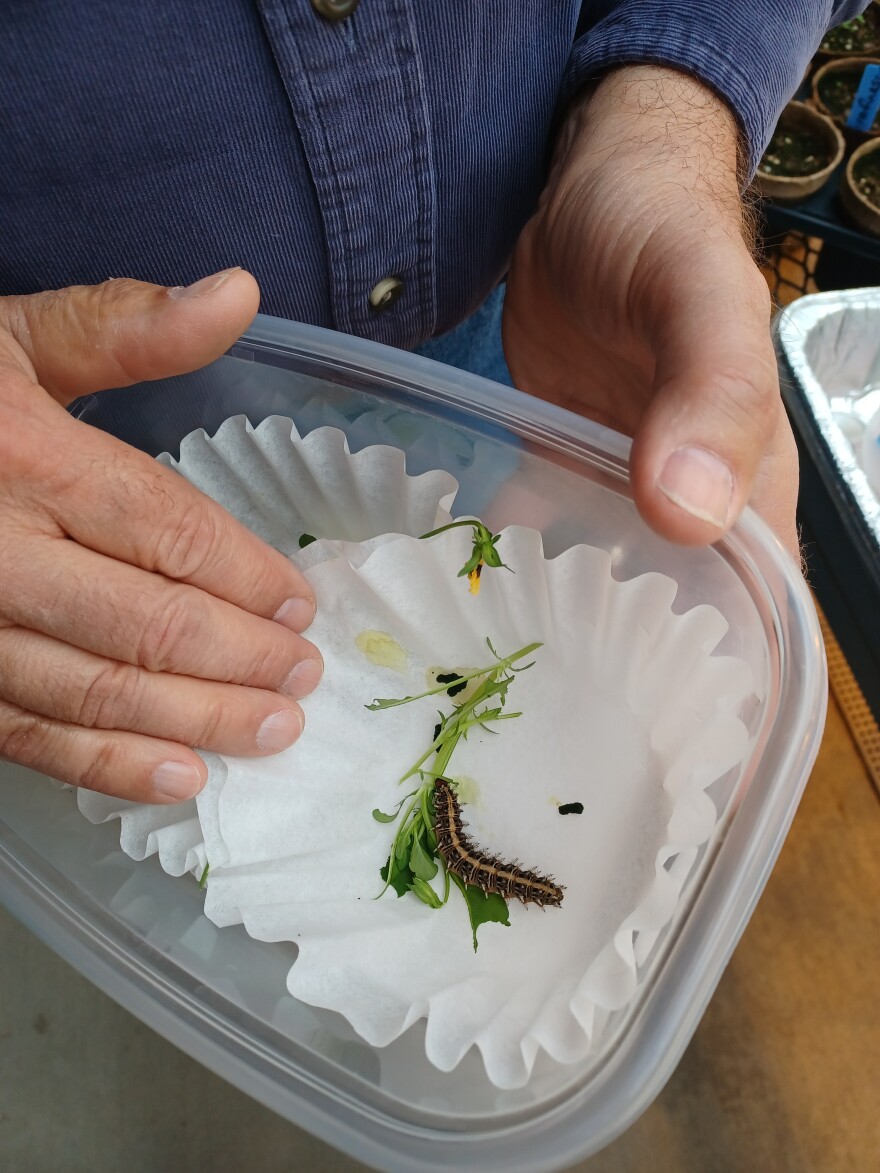 Chris Barnhart holds a regal fritillary butterfly