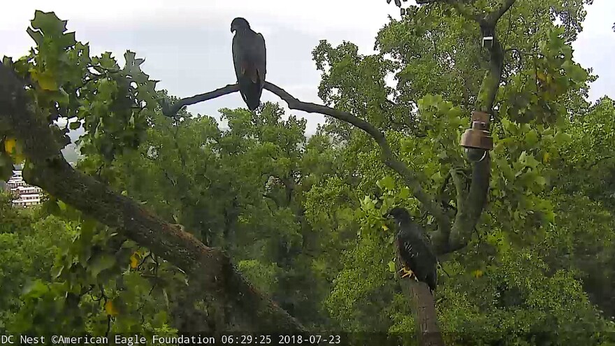 A screenshot from the DC Eagle Cam shows Victory and Valor perched in the tree where they were born on July 23, three days before Valor fell from a branch.