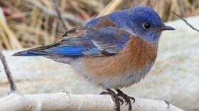 Western bluebirds forage across the Trans-Pecos in winter, but in summer nest in the region’s sky-island mountain ranges. They’re one among several species of blue birds found in Far West Texas.