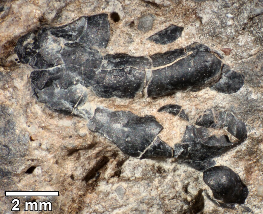 The surface of knobby crustacean shell fragment embedded in fossilized feces samples from Grand Staircase-Escalante National Monument in Utah.