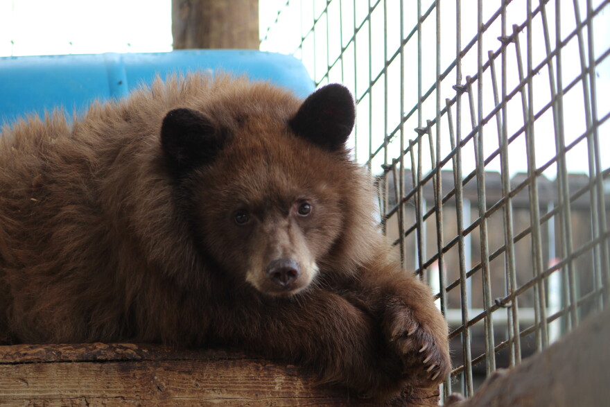 A small brown colored black bear sits in a caged area.