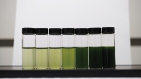 Algal culture with different cell density, varying from light green to dark green and black.