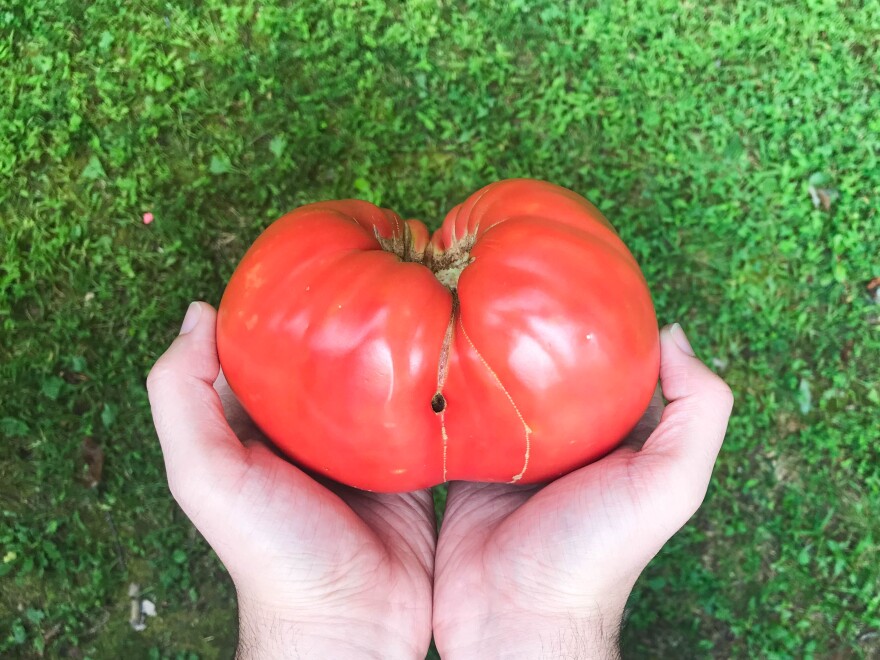 Generation After Generation Ashe County Seed Savers Preserve Heirloom Seeds Appalachian History Wvpb