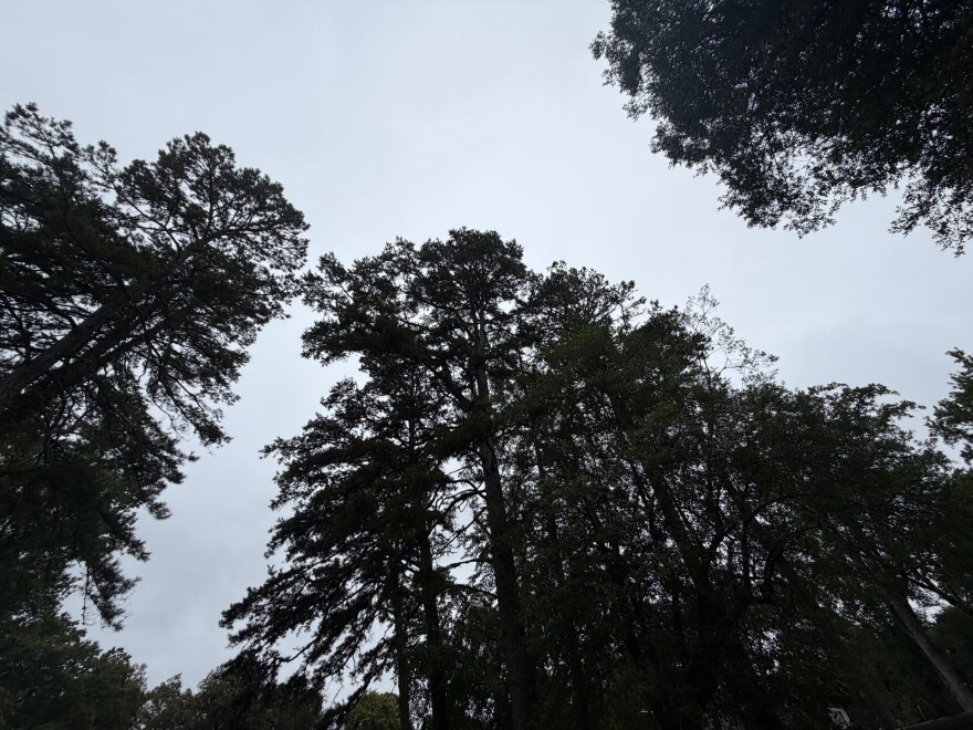 Trees