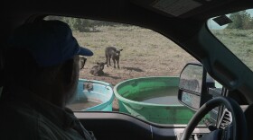 Scott Snyder checks to see how much water his cows have, July 16, 2026 near Montrose, Colo.
