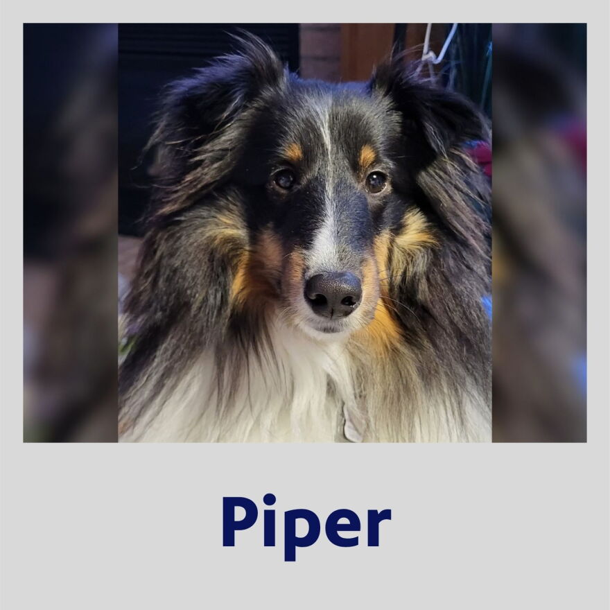 Photo of Piper the dog in a Polaroid frame with their name in bold, blue text underneath.