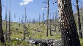 Burnt snags in western Montana.