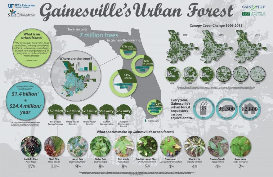 The City of Gainesville created this infographic from the 2016 UF survey done. In comparison to other cities in Florida, Gainesville has the densest canopy. (Image courtesy of cityofgainesville.org)