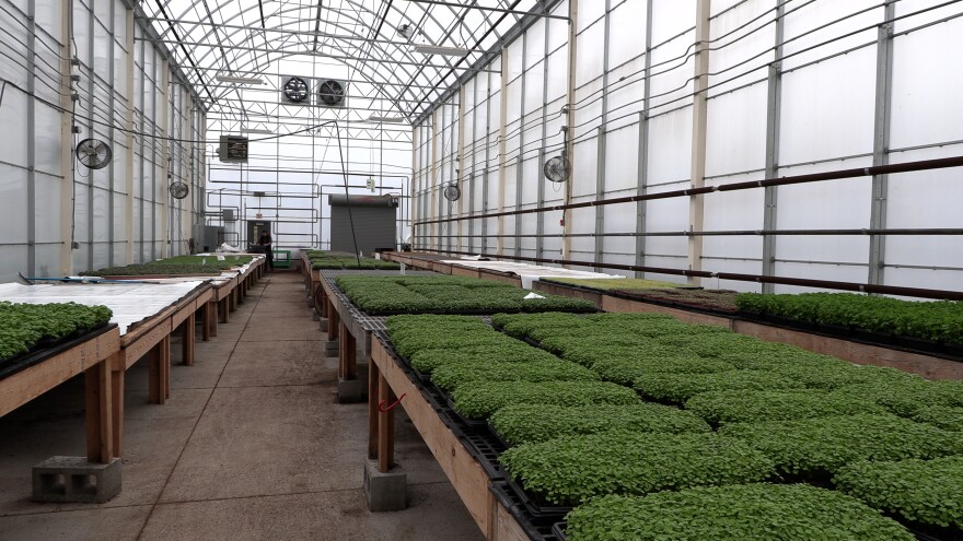 Microgreens are grown year-round in a greenhouse at Pocono Organics.