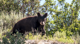 A black bear. On Aug. 15, DWR officials euthanized a bear after it was found wandering around northern Utah communities.